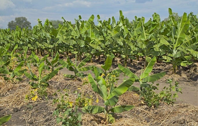 Banana Plantation - Agriculture Tourism Mwanza Tanzania